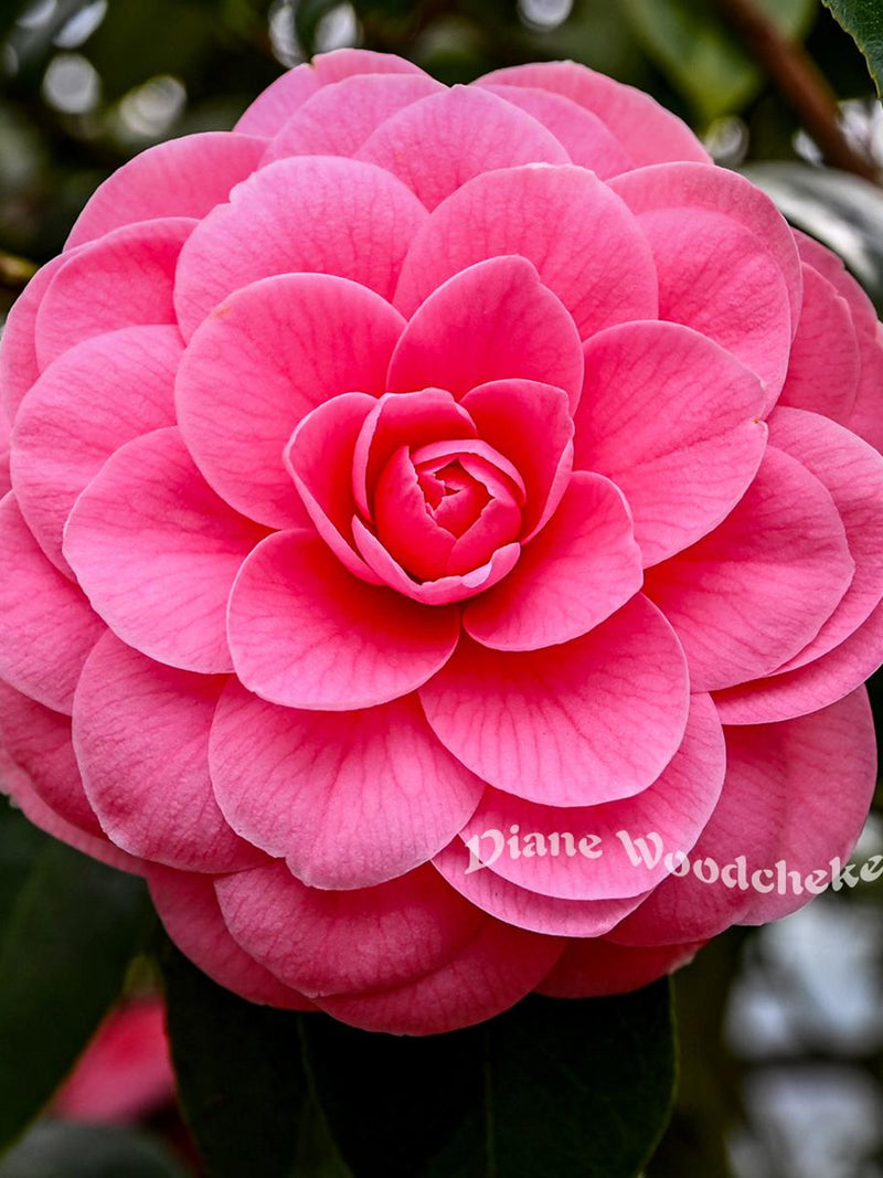Pink Camellia Flower In Full Bloom, Photograph (Digital Download) Love Romance Flower
