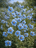 10 Blue Meconopsis Seeds ¥ Rare Exotic Flowers ¥ Mountain Garden ¥ Himalayan Blue Flower ¥ Unique Ornamental Plant flower seeds