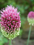 Allium sphaerocephalon | Drumstick Allium | 10 Seeds flower spore