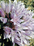 Allium siskiyouense | Siskiyou Onion | 10 Seeds flower spore
