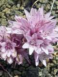 Allium parvum | Small Onion | 10 Seeds flower spore