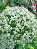 Allium fistulosum | Welsh Onion | 5 Seeds flower spore