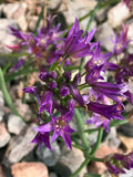 Allium fimbriatum var. fimbriatum | Fringed Onion | 10 Seeds flower spore