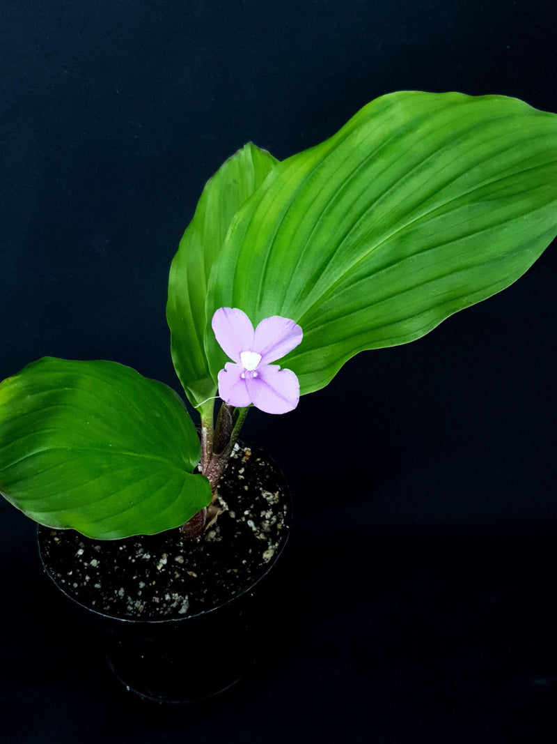 Kaempferia sp. flower spore