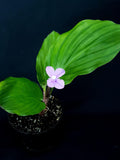 Kaempferia sp. flower spore