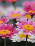 50+ PAINTED DAISY Seeds - Pyrethrum / Containers / Pollinators / Easy Grow / Perennial / Bouquets/ Chrysanthemum / Cottage Garden / Non Gmo flower seeds