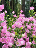 Campanula Pink Flower Seeds | Campanula medium | Canterbury Bells | Cottage Garden | 100 Seeds seeds bulk