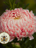 Peony Duchess Apricot Aster Seeds, Callistephus Chinensis, CU8740 flower seeds