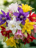 200 Aquilegia McKana Seeds - Long-Spurred Flowers in Assorted Colors - Partial Shade Perennial - Cottage and Wild Garden seeds bulk