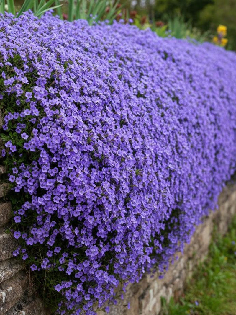 Aubrieta Cascade Blue Seeds - Blue/Lilac Flowering Ground Cover - Rock Garden & Wall Plant - Perennial Ground Cover flower seeds