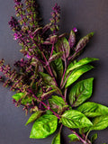 Basil Seed Collection, - 3 varieties indoor gardening kit, herb garden gift, stocking filler seeds bulk