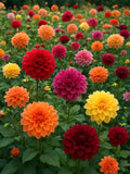 50 Dahlia Pinnata Seeds ¥ Multicolored Flowers ¥ Colorful Garden ¥ Easy to Grow ¥ Decorative Perennial Plant ¥ Dahlia Seeds flower seeds