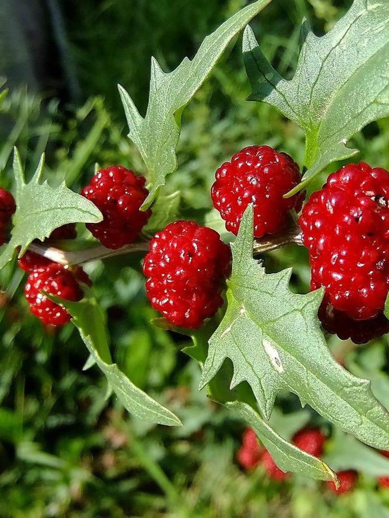 50+ STRAWBERRY SPINACH Seeds - Chenopodium capitatum / Fruit / Culinary / Salads / Fresh Garden Vegetables / Goosefoot / Strawberry Sticks seeds bulk