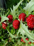 50+ STRAWBERRY SPINACH Seeds - Chenopodium capitatum / Fruit / Culinary / Salads / Fresh Garden Vegetables / Goosefoot / Strawberry Sticks seeds bulk