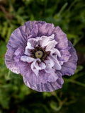 50+ AMAZING GREY POPPY Seeds - Free Shipping / Papaver rhoeas / Pollinators /Cut/ Rare Poppy / Dried Flowers / Self Seeding /Cottage Garden flower seeds