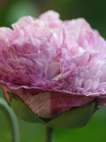 100+ FLEMISH ANTIQUE PEONY Poppy Seeds - Free Shipping / Papaver rhoeas / Pollinators / Cut / Rare Poppy / Dried Flowers / Self Seeding / flower seeds