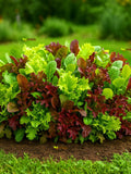 BABY LEAF Mixture - Oriental Mix - 1000 SEEDS - Must-have for every kitchen seeds bulk