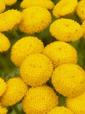 SUNNY BALL FEVERFEW Double Flowers Perennial Tanacetum Parthenium, 10 Seeds flower spore