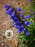 NEW! Sawsepal Penstemon Seeds, Penstemon Glaber var Alpinus, US Native Wildflower, PT4625 seeds bulk
