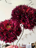 Black Swan Poppy Seeds | Deep Burgundy Double Blooms | Easy to Grow | 200+ Seeds flower spore