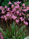 Shooting Star Flower Seeds: Pink Mix, Fragrant Perennial, 25 Seeds seeds bulk