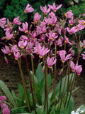 Shooting Star Flower Seeds: Pink Mix, Fragrant Perennial, 25 Seeds flower seeds