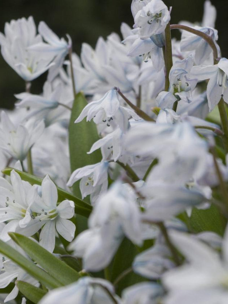 EARLY WHITE SQUILL Mishchenko Scilla mischtschenkoana Blue Flower Wildflower, 25 Rare Seeds flower spore
