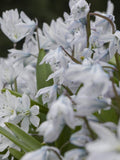 EARLY WHITE SQUILL Mishchenko Scilla mischtschenkoana Blue Flower Wildflower, 25 Rare Seeds flower spore