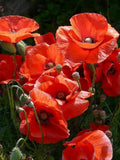 Flanders Poppy Seeds | Classic Red Wildflowers | Easy to Grow | Winter Sowing Friendly,200+ Seeds flower spore