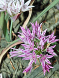 Allium crenulatum | Olympic Onion | 10 Seeds flower spore
