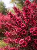 50 Pink Manuka Seeds of Leptospermum Scoparium Rosa Ñ Exotic Flowering Shrub for Aesthetic Garden and Rare Landscaping flower seeds