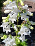 25 - 100 seeds: Foxglove Beardtongue (Penstemon digitalis), wildflower, native plant FLOWER DELIVERY
