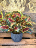 Coleus Orb Leaf Bunch With Or Without Pot faux plants