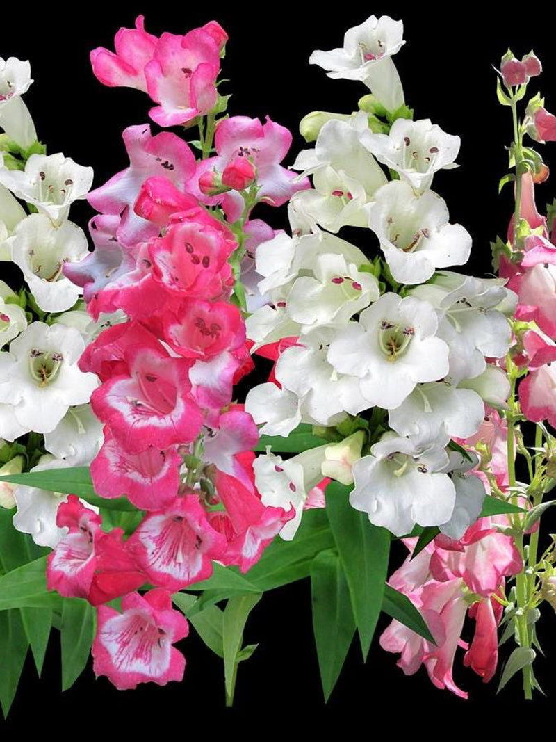 100+ PENSTEMON Sensation Mixed Colour Seeds - Beard Tongue / Pollinators / Hummingbirds/ Tubular Flowers / Bouquets / Perennial/ Containers flower seeds