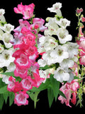 100+ PENSTEMON Sensation Mixed Colour Seeds - Beard Tongue / Pollinators / Hummingbirds/ Tubular Flowers / Bouquets / Perennial/ Containers flower seeds