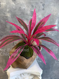 Faux Cordyline Leaf Spray - Artificial Plant - Hot Pink faux plants