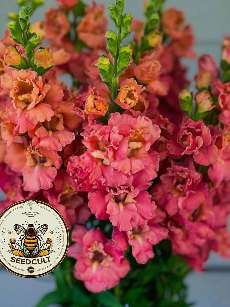 NEW! Madame Butterfly Cherry Bronze Snapdragon Seeds, Double Flowering, Ruffled Antirrhinum Majus AN7325 flower seeds
