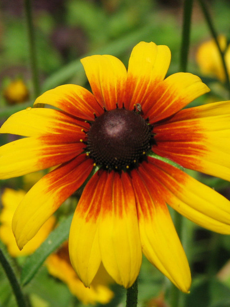 Perennial | GLORIOSA DAISY | 60 - 70  Seeds | Rudbeckia hirta | 7 Color Mix | Cut Flower |High Germination | Fresh, Organic Seed flower spore