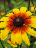 Perennial | GLORIOSA DAISY | 60 - 70  Seeds | Rudbeckia hirta | 7 Color Mix | Cut Flower |High Germination | Fresh, Organic Seed flower spore