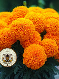 NEW! Bulk Hawaii Marigold Seeds, African, Orange, Tagetes Erecta TG512C seeds bulk