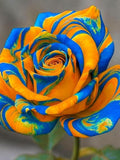 Mix Rainbow Rose Seeds for Planting Ð Multicolored Perennial Garden Roses Ð Non-GMO Heirloom Flower Seeds flower seeds