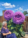 50 Purple Giant Teddy Bear Sunflower Seeds Double Bloom Ornamental Flower Garden Planting USA flower seeds
