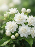 Grand Duke of Tuscany Jasmine Flower Seeds flower seeds