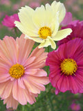 Cosmos Cotton Candy Mix | Pastel Pink Yellow Flowers | Easy Cut Flower flower spore
