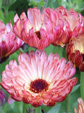20 seeds Calendula ÔSherbet FizzÕ / Calendula officinalis / Wildflower / Cottage Flower / English Garden / Wedding Flowers / Cut Flowers flower seeds