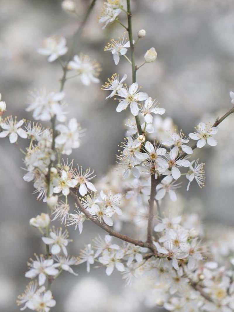30+ STATICE WOODCREEK Seeds - Limonium Tataricum / German Statice / Dried Flowers / Fresh Bouquets/ Pollinators/ Straw Flower / Wedding FLOWER DELIVERY