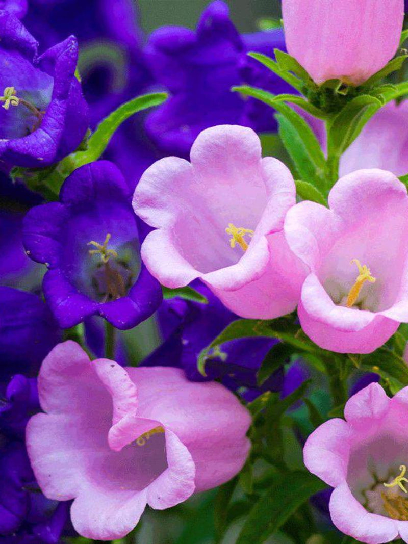 100+ CANTERBURY BELLS Cup & Saucer Mix Seeds - Campanula Medium / Biennial/ Pollinators/ Cottage Gardens / Non Gmo / Hummingbird Attractors flower seeds