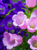 100+ CANTERBURY BELLS Cup & Saucer Mix Seeds - Campanula Medium / Biennial/ Pollinators/ Cottage Gardens / Non Gmo / Hummingbird Attractors flower seeds