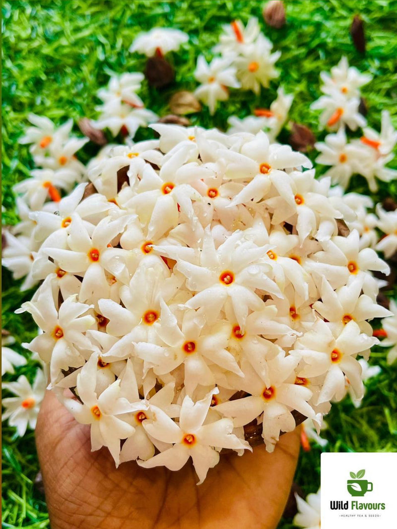 Coral Jasmine Seeds, Night Flowering Parijata, Garden Plant flower seeds