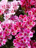 100+ GODETIA AZALEA FLOWERED Seeds - Clarkia amoena / Pollinators/ Fresh Bouquets/ Containers/ Attracts Butterflies/ Double Bloom /Weddings FLOWER DELIVERY